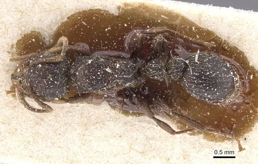 Tetramorium quadridentatum specimen CASENT0915040 image casent0915040_1
