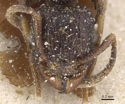 Tetramorium quadridentatum specimen CASENT0915040 image casent0915040_2