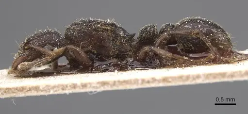 Tetramorium quadridentatum specimen CASENT0915040 image casent0915040_3