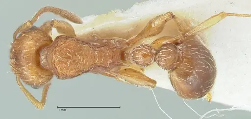 Tetramorium quadridentatum specimen FOCOL2093 image focol2093_1