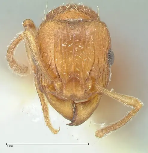 Tetramorium quadridentatum specimen FOCOL2093 image focol2093_2