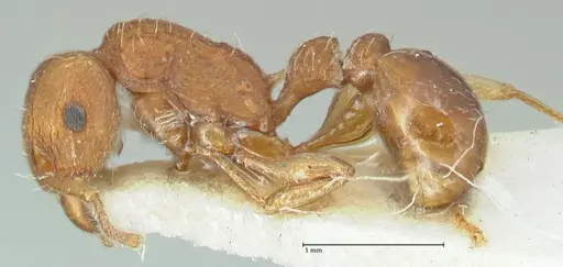 Tetramorium quadridentatum specimen FOCOL2093 image focol2093_3