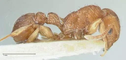 Tetramorium quadridentatum specimen FOCOL2093 image focol2093_4