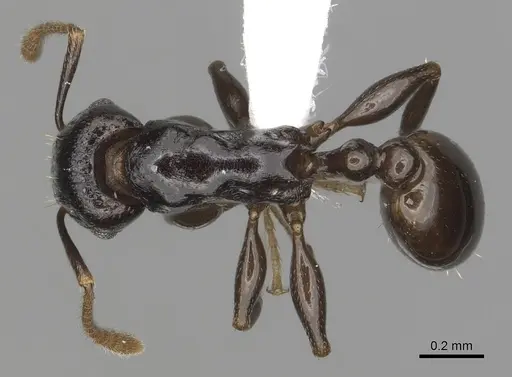 Tetramorium qualarum specimen CASENT0316977 image casent0316977_1