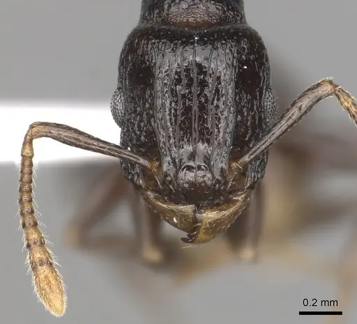Tetramorium qualarum specimen CASENT0316977 image casent0316977_2