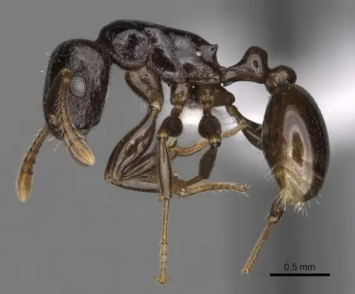 Tetramorium qualarum specimen CASENT0316977 image casent0316977_3