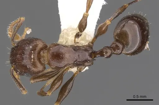 Tetramorium qualarum specimen CASENT0901230 image casent0901230_1