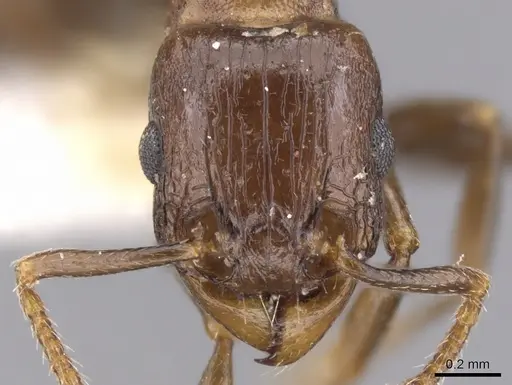 Tetramorium qualarum specimen CASENT0901230 image casent0901230_2