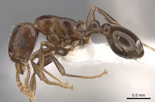 Tetramorium qualarum specimen CASENT0901230 image casent0901230_3