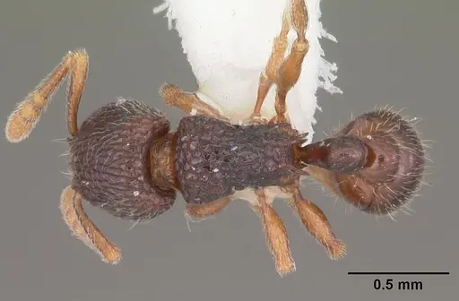 Tetramorium quasirum specimen CASENT0102353 image casent0102353_1