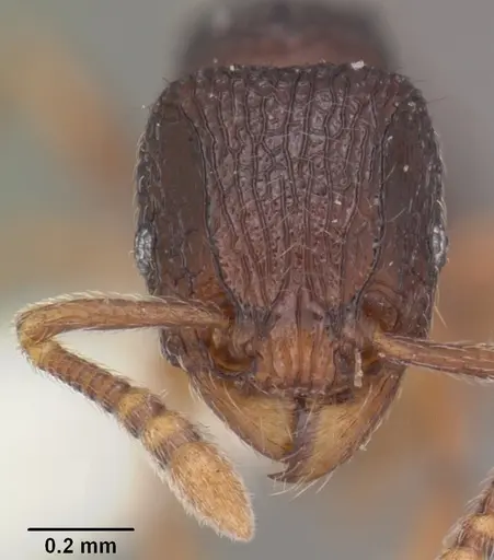 Tetramorium quasirum specimen CASENT0102353 image casent0102353_2