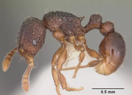 Tetramorium quasirum specimen CASENT0102353 image casent0102353_3