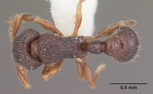 Tetramorium quasirum specimen CASENT0102354 image casent0102354_1