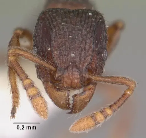 Tetramorium quasirum specimen CASENT0102354 image casent0102354_2