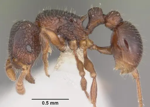 Tetramorium quasirum specimen CASENT0102354 image casent0102354_3