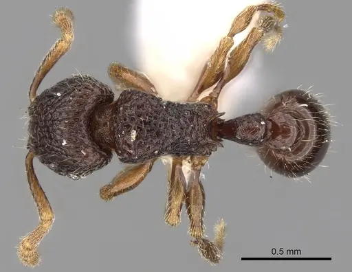 Tetramorium quasirum specimen CASENT0280585 image casent0280585_1