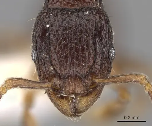 Tetramorium quasirum specimen CASENT0280585 image casent0280585_2