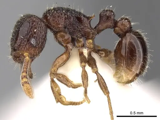 Tetramorium quasirum specimen CASENT0280585 image casent0280585_3