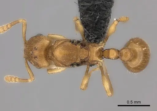 Tetramorium rala specimen CASENT0046036 image casent0046036_1