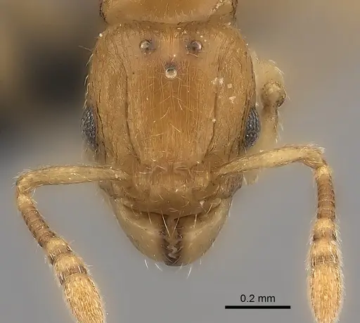 Tetramorium rala specimen CASENT0046036 image casent0046036_2