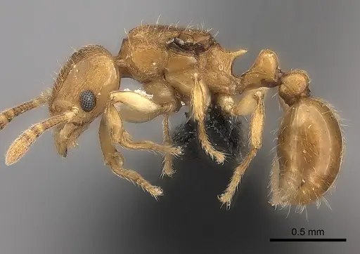 Tetramorium rala specimen CASENT0046036 image casent0046036_3