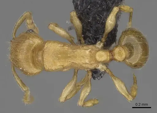 Tetramorium rala specimen CASENT0046163 image casent0046163_1