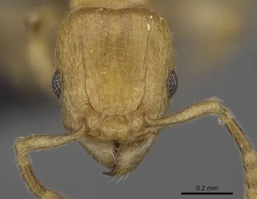 Tetramorium rala specimen CASENT0046163 image casent0046163_2