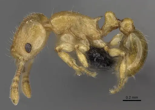 Tetramorium rala specimen CASENT0046163 image casent0046163_3