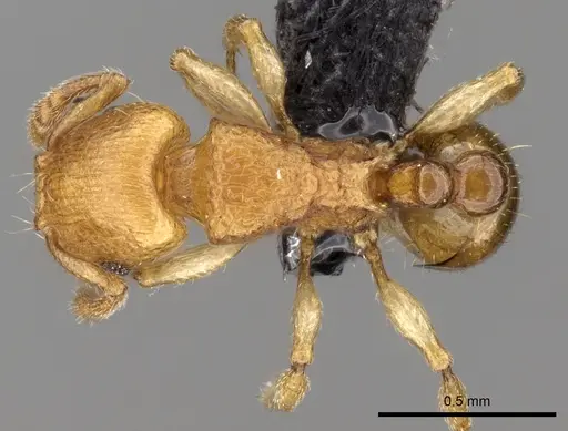 Tetramorium rala specimen CASENT0162115 image casent0162115_1