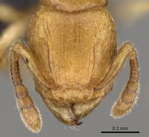 Tetramorium rala specimen CASENT0162115 image casent0162115_2