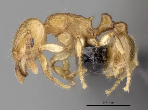 Tetramorium rala specimen CASENT0162115 image casent0162115_3
