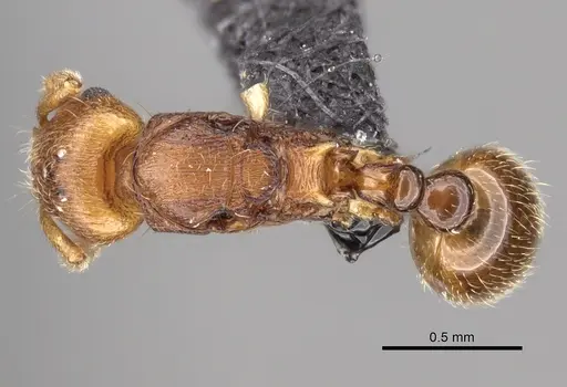 Tetramorium rala specimen CASENT0235163 image casent0235163_1