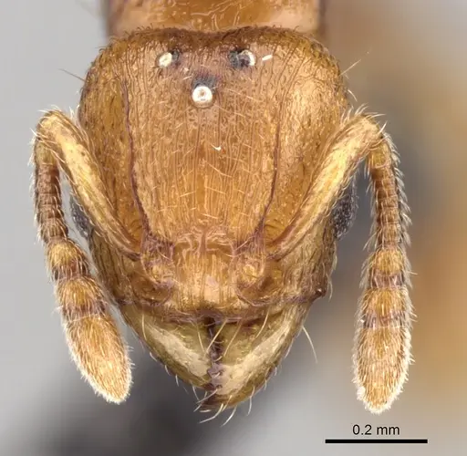 Tetramorium rala specimen CASENT0235163 image casent0235163_2