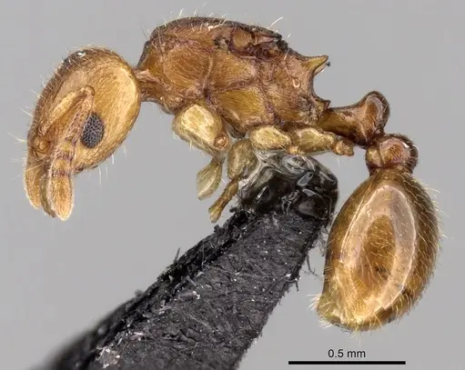 Tetramorium rala specimen CASENT0235163 image casent0235163_3