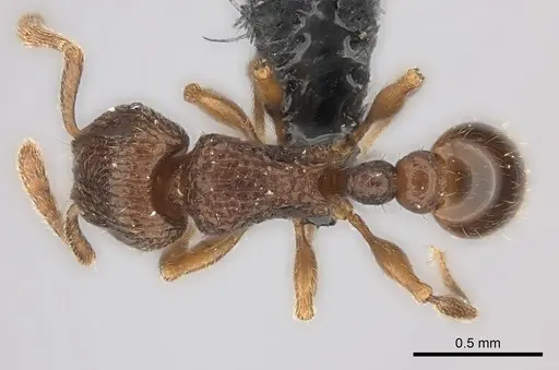 Tetramorium ranarum specimen CASENT0061101 image casent0061101_1
