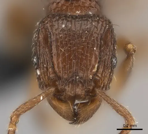 Tetramorium ranarum specimen CASENT0061101 image casent0061101_2
