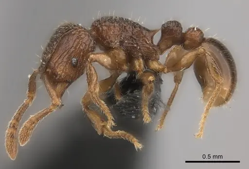 Tetramorium ranarum specimen CASENT0061101 image casent0061101_3