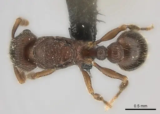 Tetramorium ranarum specimen CASENT0073200 image casent0073200_1