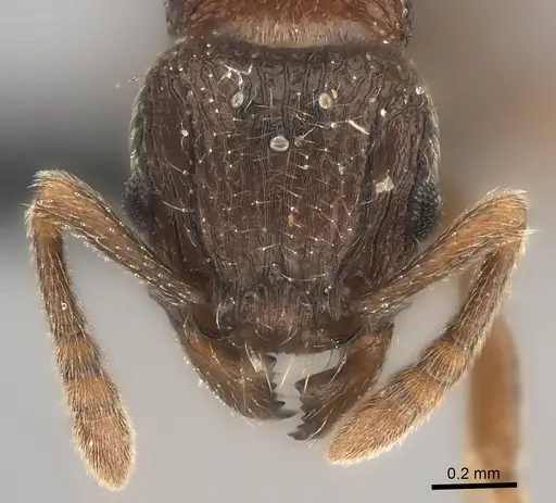 Tetramorium ranarum specimen CASENT0073200 image casent0073200_2