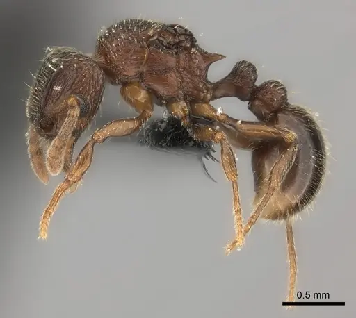 Tetramorium ranarum specimen CASENT0073200 image casent0073200_3