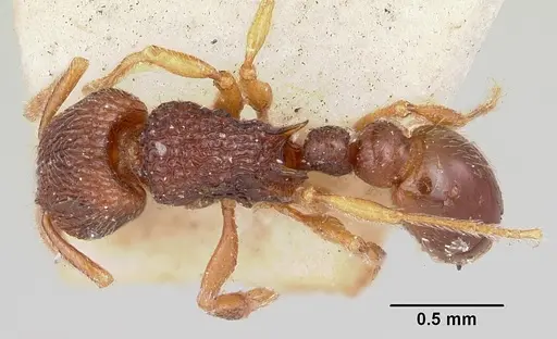 Tetramorium ranarum specimen CASENT0101285 image casent0101285_1