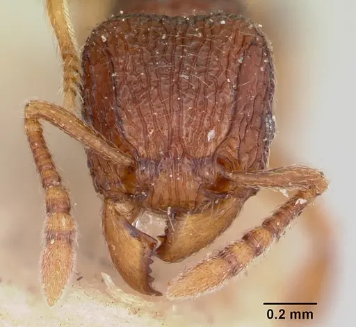 Tetramorium ranarum specimen CASENT0101285 image casent0101285_2