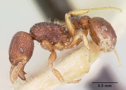 Tetramorium ranarum specimen CASENT0101285 image casent0101285_3