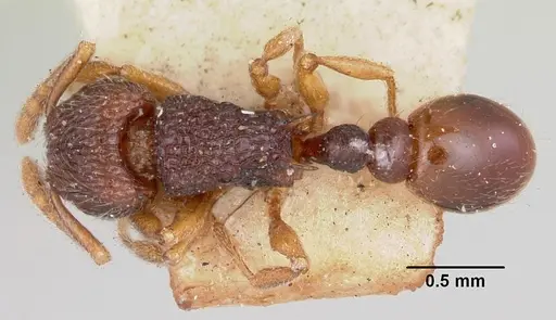 Tetramorium ranarum specimen CASENT0101286 image casent0101286_1