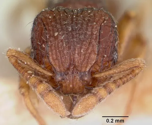 Tetramorium ranarum specimen CASENT0101286 image casent0101286_2