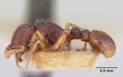 Tetramorium ranarum specimen CASENT0101286 image casent0101286_3