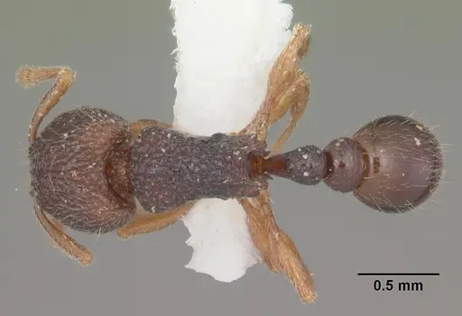 Tetramorium ranarum specimen CASENT0102392 image casent0102392_1