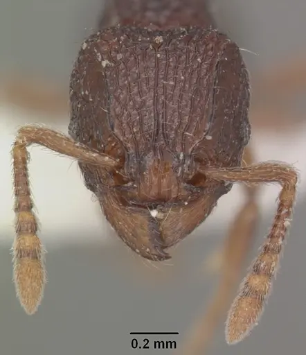 Tetramorium ranarum specimen CASENT0102392 image casent0102392_2