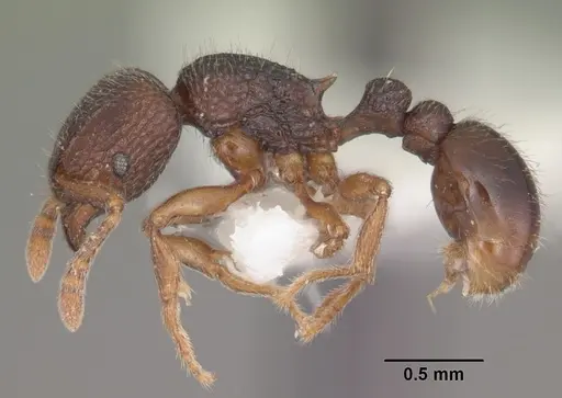 Tetramorium ranarum specimen CASENT0102392 image casent0102392_3