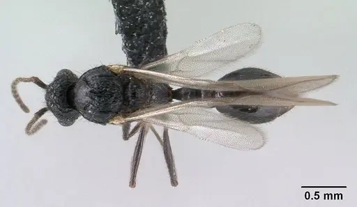 Tetramorium ranarum specimen CASENT0135637 image casent0135637_1